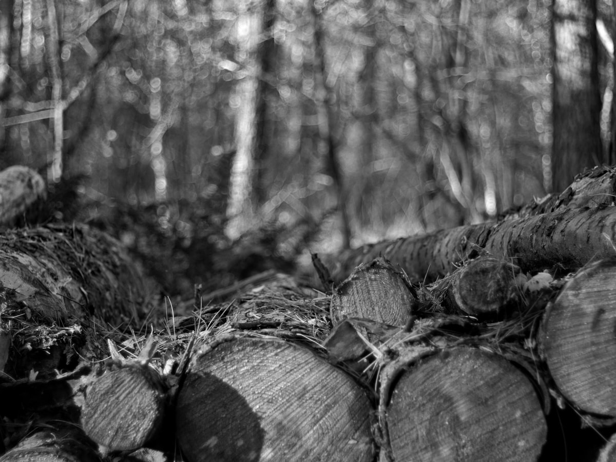 From Crosscut Saws to Chainsaws: How Logging Tools Shaped a Nation